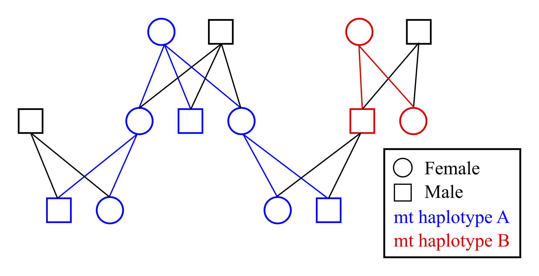 Example pedigree with colour coded mitochondrial haplotype inheritance