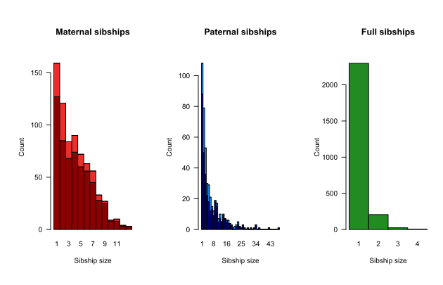 Family sizes, split by genotyped (dark) or dummy (light) parent